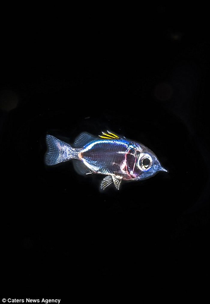 美国佛罗里达州海底半透明海洋生物腹中竟有一条彩色小鱼