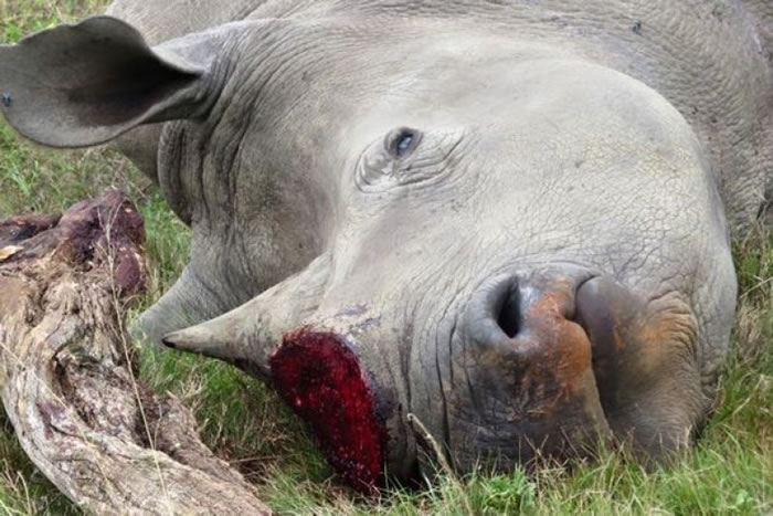 白犀牛遭血腥猎杀