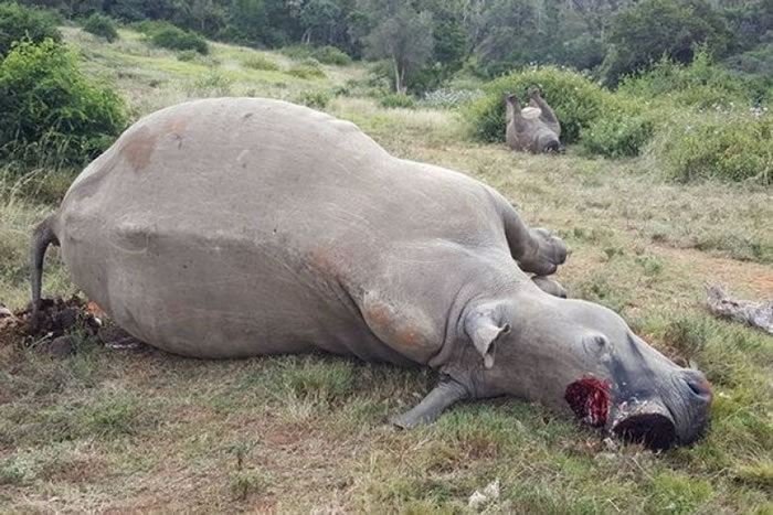遇害白犀牛的犀牛角被割走