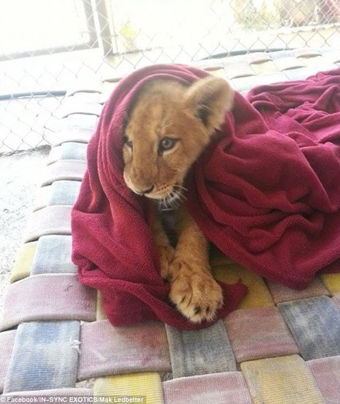 ��������һֻ����ʨ�������� ÿ��˯��һ��Ҫ�Ǳ�