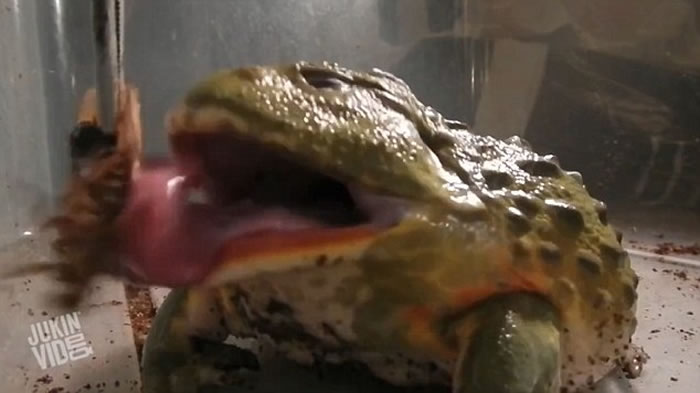 һ�ζ�Ƭչ�ַ���ţ�ܵľ���θ�ڣ��������涼���Ź�