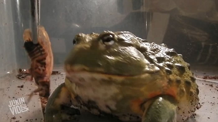 һ�ζ�Ƭչ�ַ���ţ�ܵľ���θ�ڣ��������涼���Ź�