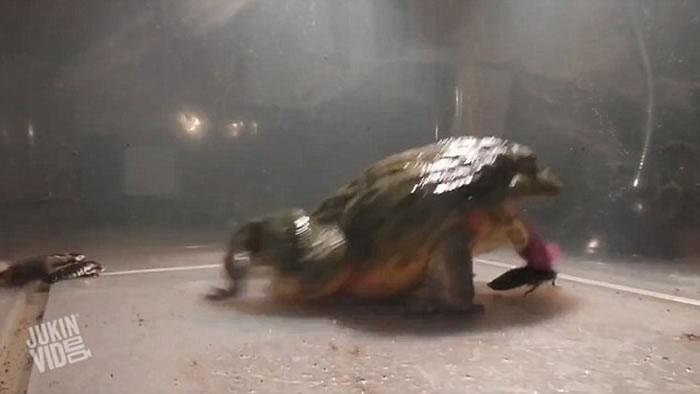 һ�ζ�Ƭչ�ַ���ţ�ܵľ���θ�ڣ��������涼���Ź�