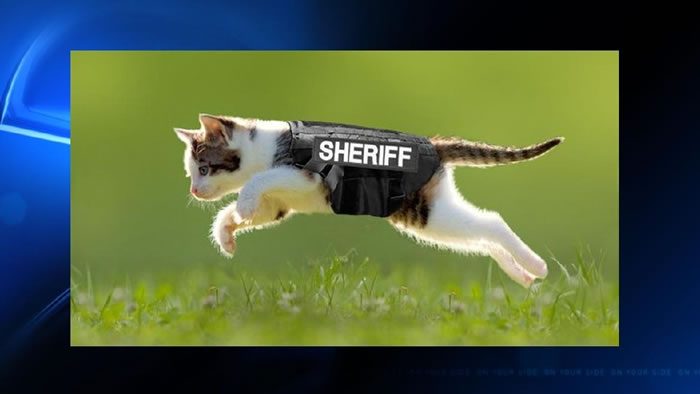 美国警队网罗飞腿喵加入,并附上喵咪穿制服的飞奔帅照