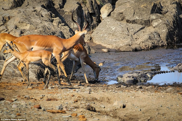 摄影师抓拍南非克鲁格国家公园黑斑羚遭鳄鱼突袭画面