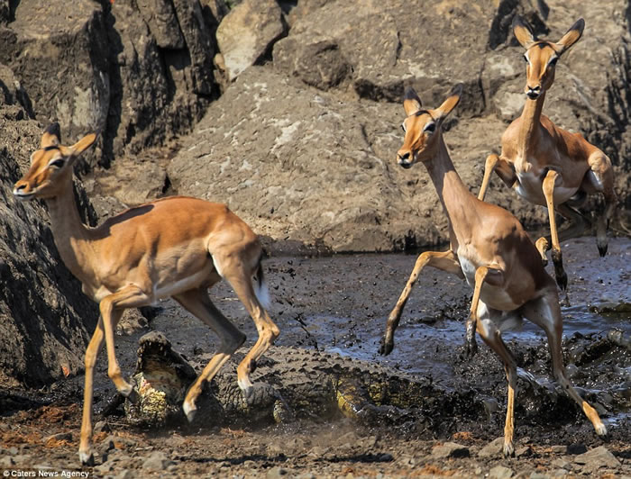 摄影师抓拍南非克鲁格国家公园黑斑羚遭鳄鱼突袭画面