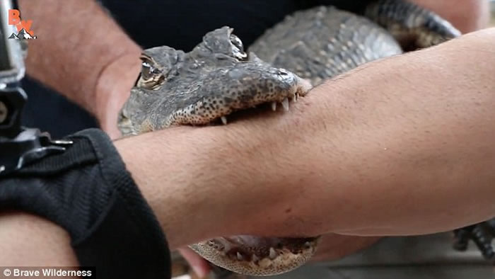 美国动物专家Coyote Peterson为体验鳄鱼咬力 竟让美洲短吻鳄噬自己手臂