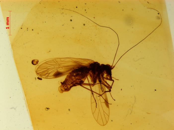 缅甸琥珀中古啮虫的正模标本,保存在南京古生物所