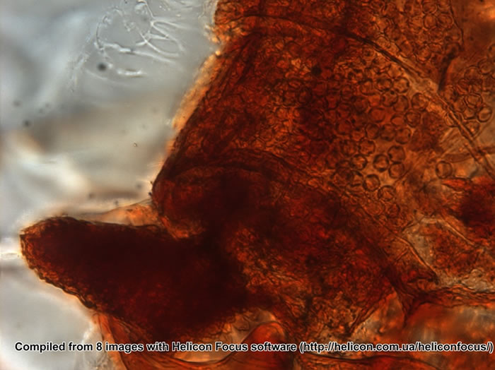 古啮虫腹腔内密密麻麻数以千计的花粉