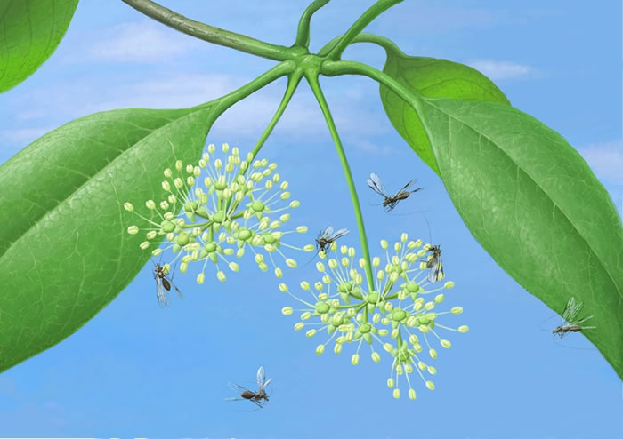 缅甸琥珀中的古啮虫取食紫树花粉的生态复原