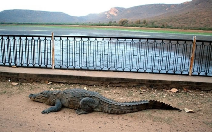 印度巨鳄“撑竿跳”翻过高栏重投湖中