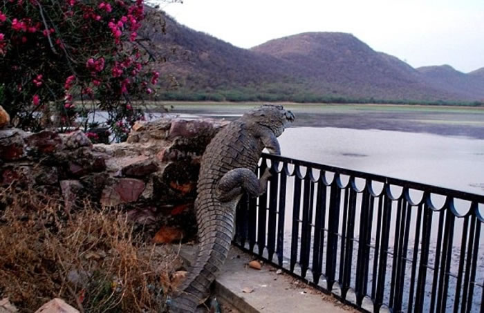 印度巨鳄“撑竿跳”翻过高栏重投湖中