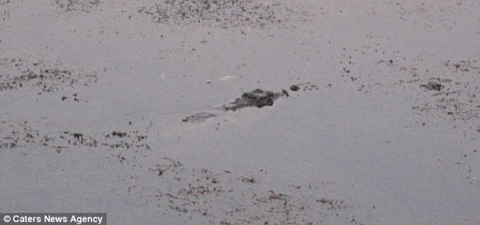 印度巨鳄“撑竿跳”翻过高栏重投湖中