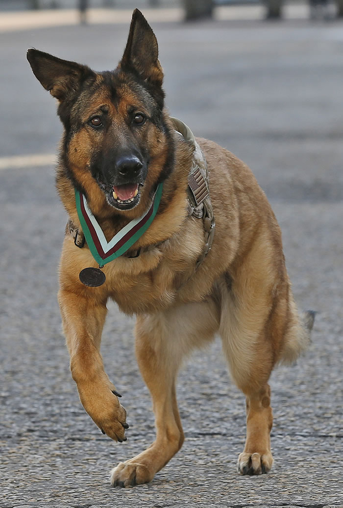 美国军犬卢卡(Lucca) 退役，保护千名士兵性命获颁发动物界最高荣誉“迪金勋章”