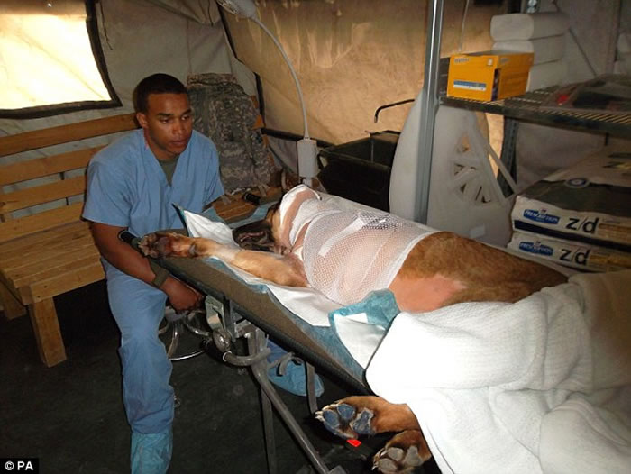 美国军犬卢卡(Lucca) 退役,保护千名士兵性命获颁发动物界最高荣誉“迪金勋章”