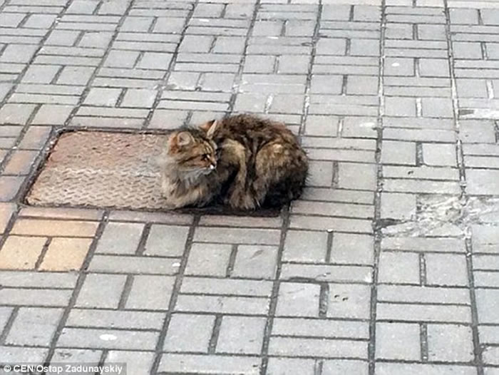 俄罗斯小猫被抛弃 原地苦等已一年