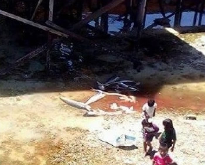 张喜发呼吁当局立例禁止捕鲨。