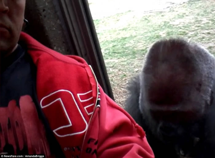 �������ӵ�����԰���������� ����������ͻȻ����������