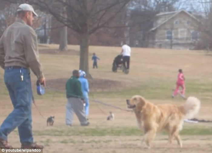 美国贪玩金毛寻回犬在公园玩耍赖皮不想走