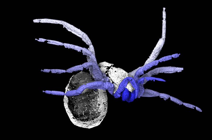 法国发现3.05亿年前疑为蜘蛛近亲的化石Idmonarachne brasieri