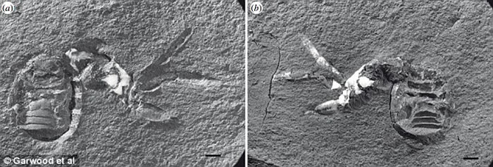法国发现3.05亿年前疑为蜘蛛近亲的化石Idmonarachne brasieri
