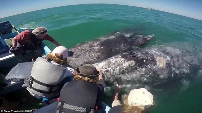 墨西哥湾灰鲸母子同游客打招呼让抚摸