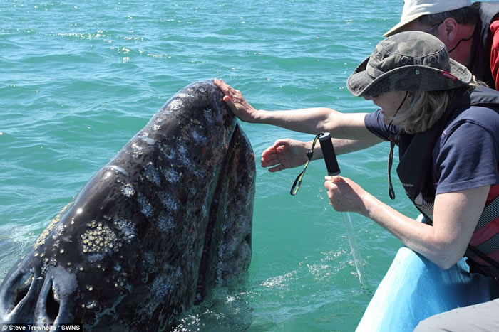 墨西哥湾灰鲸母子同游客打招呼让抚摸
