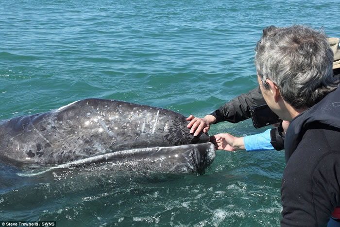 墨西哥湾灰鲸母子同游客打招呼让抚摸