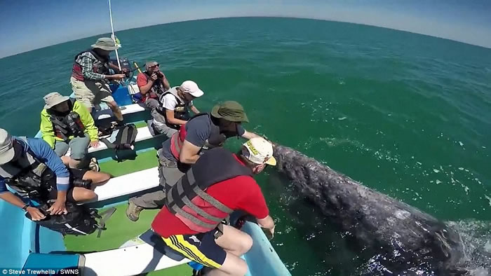 墨西哥湾灰鲸母子同游客打招呼让抚摸