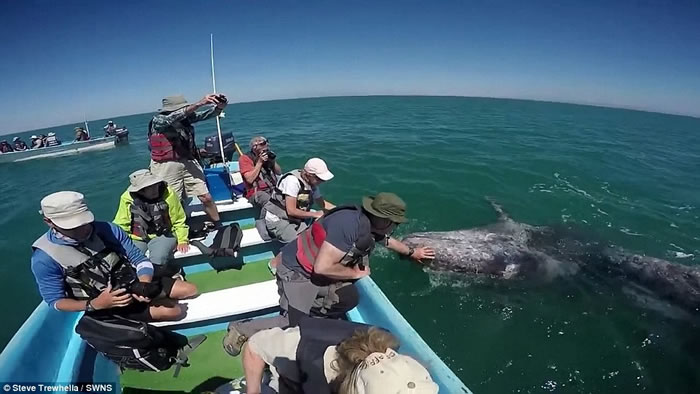 墨西哥湾灰鲸母子同游客打招呼让抚摸