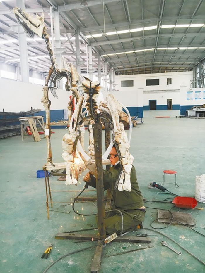 正在装架的大唇犀化石标本