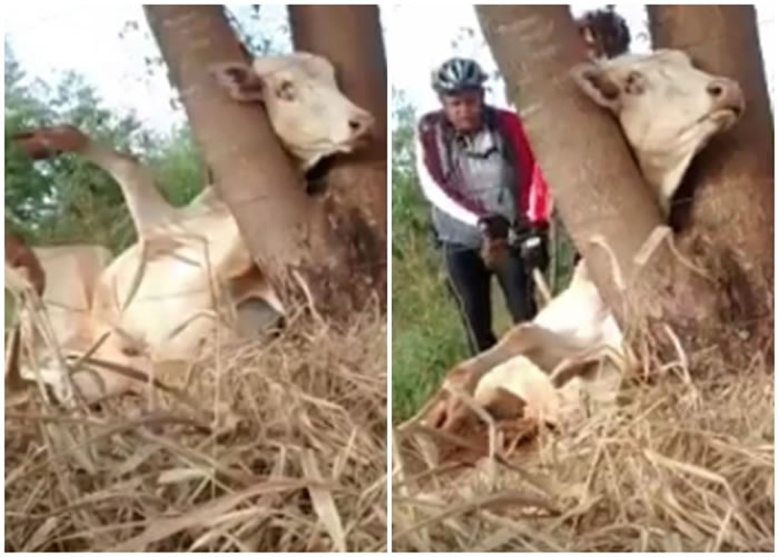 牛摔个四脚朝天,加上头部被卡在树枝间,动弹不得(左图);幸有2名单车手出手相救(右图)。