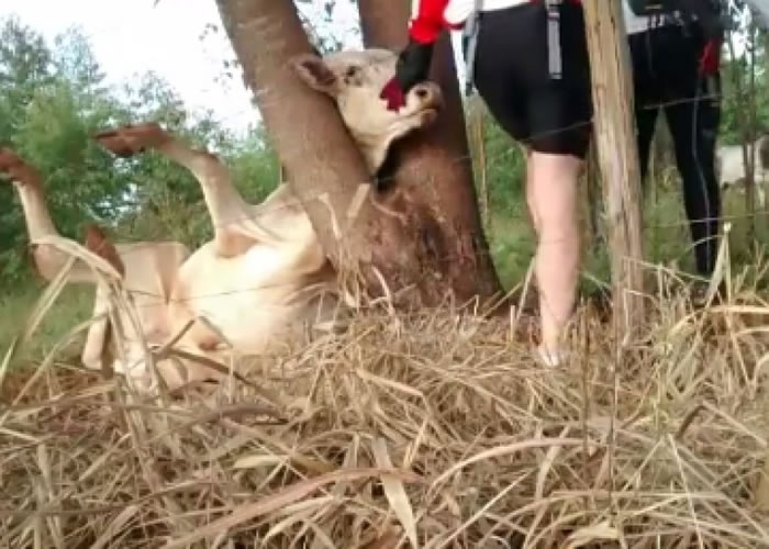 两人花尽九牛二虎之力,才成功把牛的头拔出。