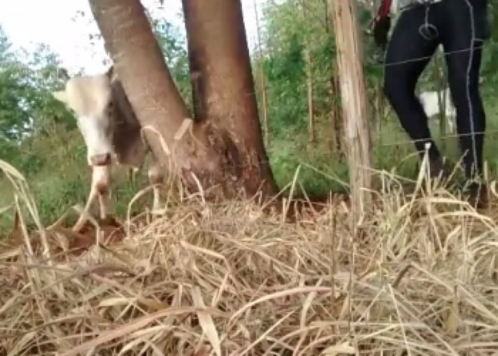 它获救后立即站起来离开,看来没有大碍。