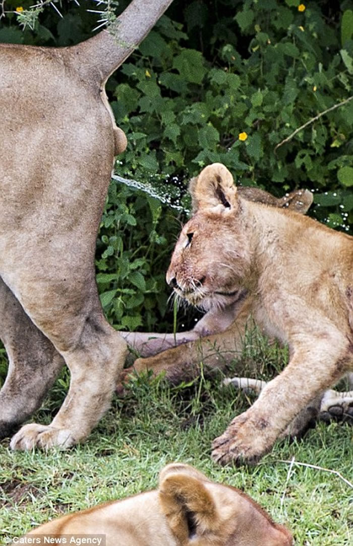 ʨӰְվڲݴԱ СʨӺ汻