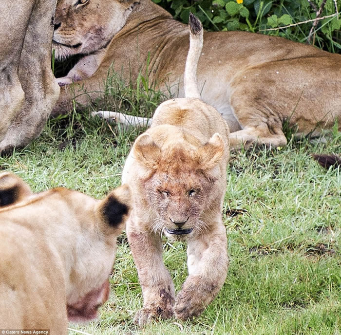 ʨӰְվڲݴԱ СʨӺ汻