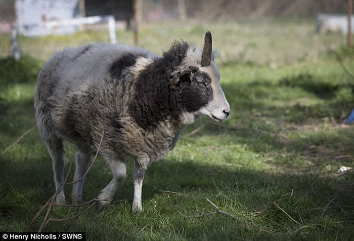 ӢֶޣPeanutͷһֻΪȳ