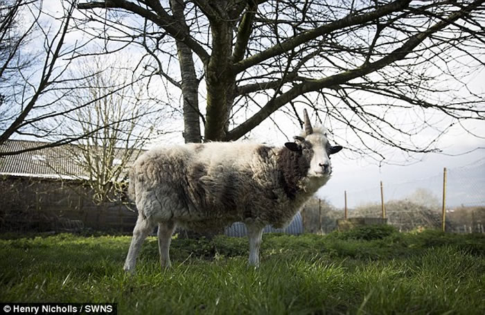 ӢֶޣPeanutͷһֻΪȳ