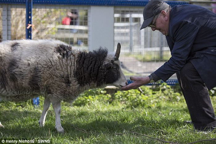 ӢֶޣPeanutͷһֻΪȳ