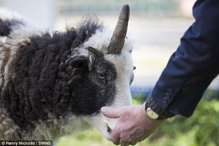 ӢֶޣPeanutͷһֻΪȳ