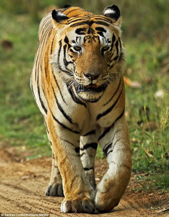 印度中央邦Kanha国家公园霸气老虎Munna前额像被写上“CAT”字样