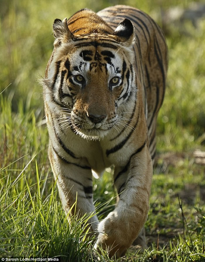 印度中央邦Kanha国家公园霸气老虎Munna前额像被写上“CAT”字样