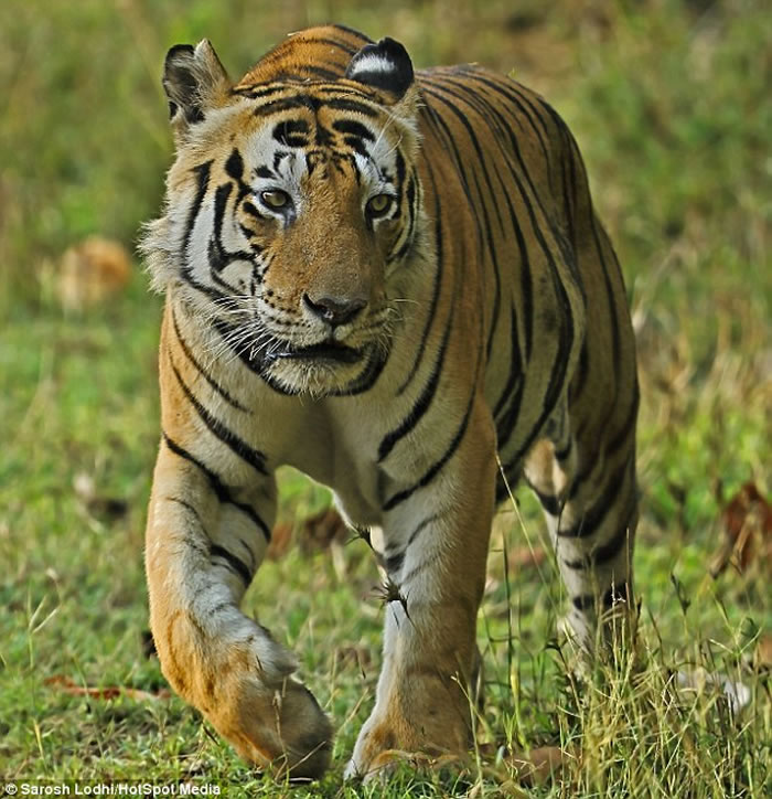 印度中央邦Kanha国家公园霸气老虎Munna前额像被写上“CAT”字样