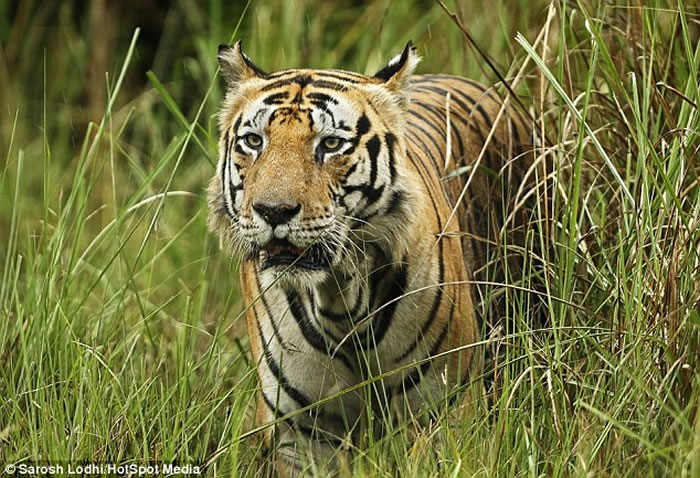 印度中央邦Kanha国家公园霸气老虎Munna前额像被写上“CAT”字样