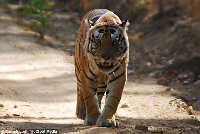 印度中央邦Kanha国家公园霸气老虎Munna前额像被写上“CAT”字样