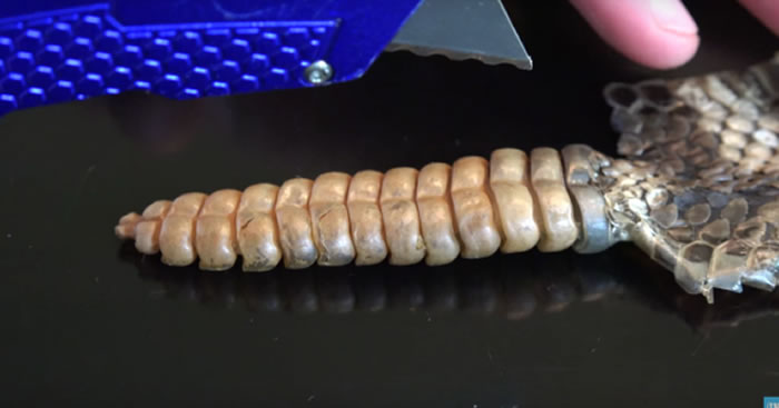 Youtube知识频道:划开响尾蛇尾巴找到它发声秘密