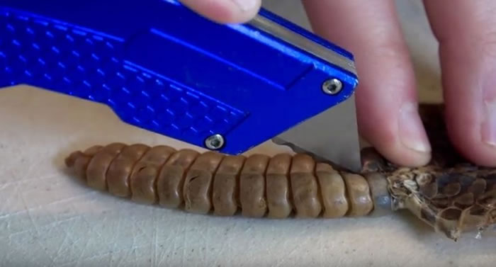 Youtube知识频道:划开响尾蛇尾巴找到它发声秘密