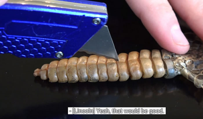 Youtube知识频道:划开响尾蛇尾巴找到它发声秘密