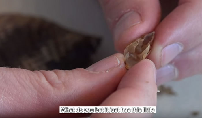 Youtube知识频道:划开响尾蛇尾巴找到它发声秘密