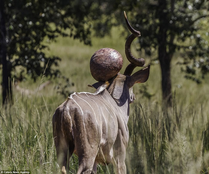 �Ϸ�һͷ����������۶ϳ���������